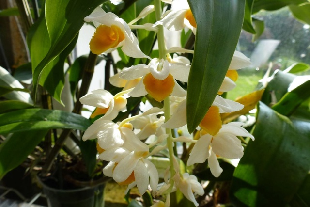 Dendrobium thyrsiflorum  Dendro12