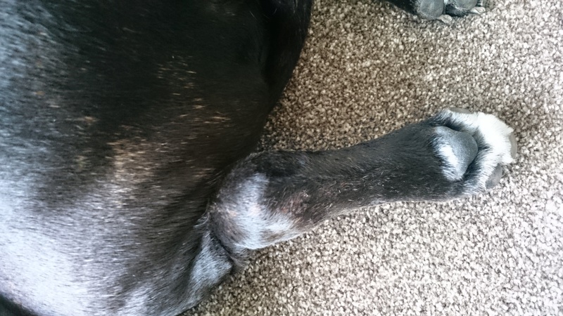 **UPDATED** Diesel Swollen Leg - Hock Dsc_2711