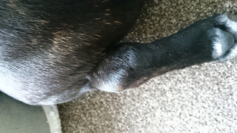 **UPDATED** Diesel Swollen Leg - Hock Dsc_2712