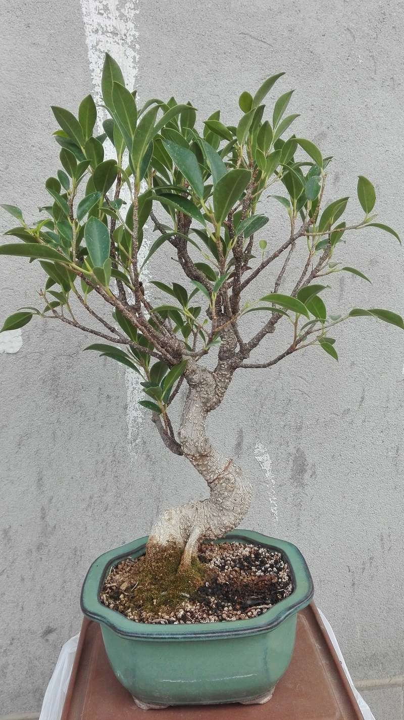 Ficus retusa Img_2052