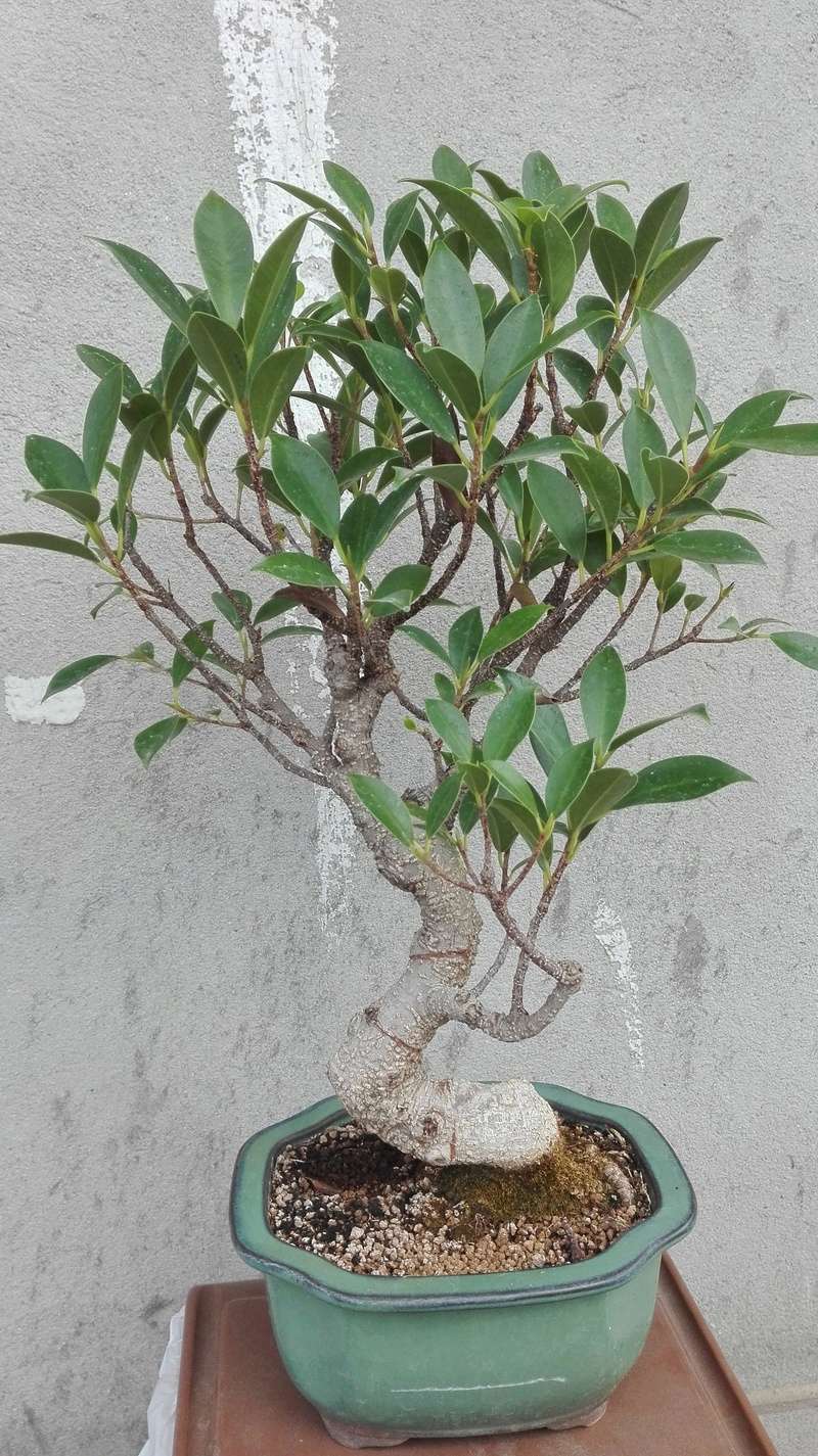 Ficus retusa Img_2054