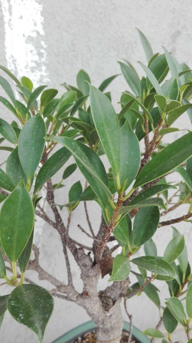 Ficus retusa