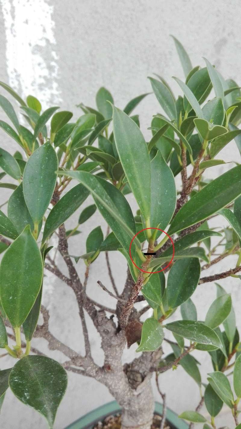 Ficus retusa Taglio10