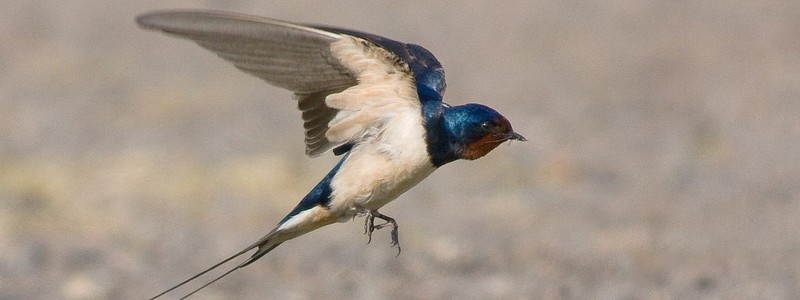 L’hirondelle ne fera plus le printemps en Bretagne. 411