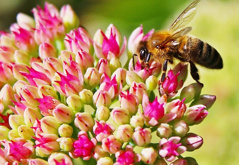 Dix solutions simples pour sauver les abeilles, espèce en voie d'extinction  Sans_603