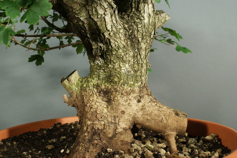 Old Acer campestre - Field Maple. Airlayering and forming 009_1810