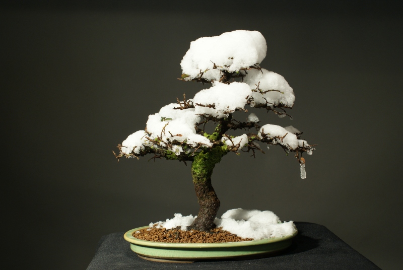 Chinese Elm - 25 years in progress 0130_010