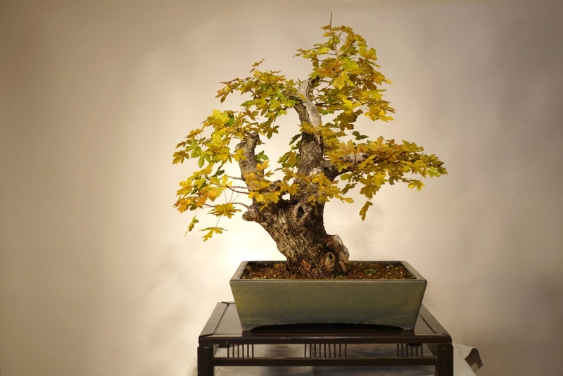 Old Acer campestre - Field Maple. Airlayering and forming 0162_310