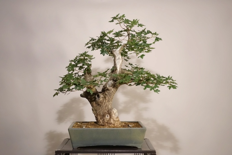 Old Acer campestre - Field Maple. Airlayering and forming 0219_110