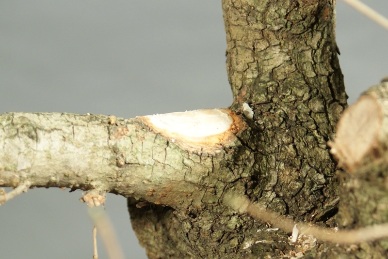 Old Acer campestre - Field Maple. Airlayering and forming 049_3110