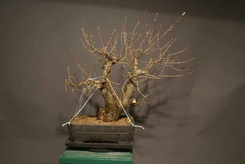 Old Acer campestre - Field Maple. Airlayering and forming 088_2210