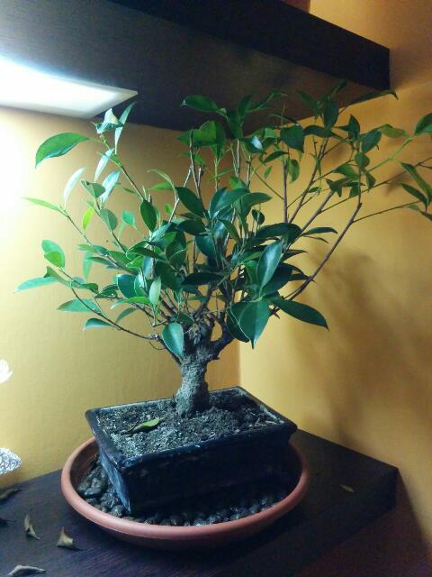 Mi hanno regalato un bonsai Rps20139