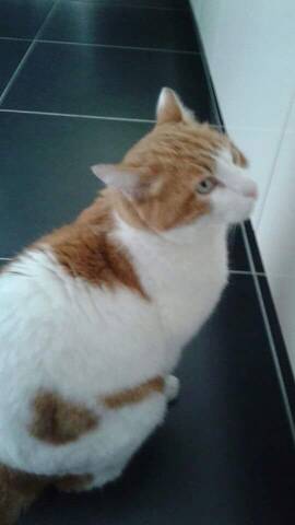 Perdu Chat Blanc Et Roux A Merville