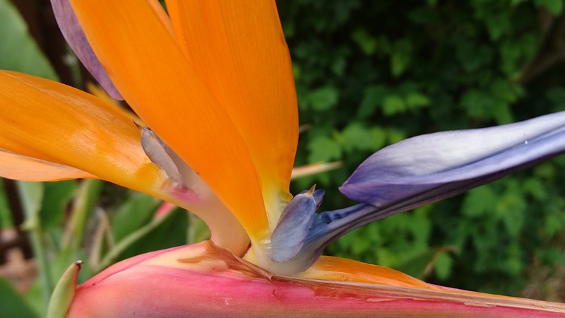 Strelitzien - Strelitzia - Aussaat, Kultur, Pflegetips und natürlich auch Bilder :) - Seite 5 Dsc_2030