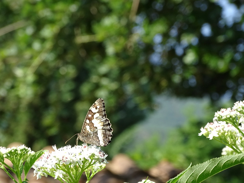 Mes plantes à papillons et autres... Dsc03711