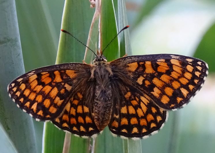 [Melitaea nevadensis] du plantain   Naissa13