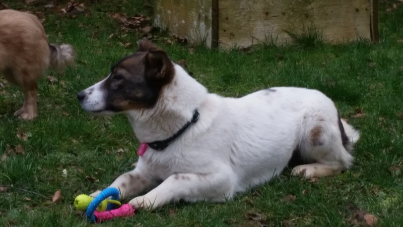 KALINA - chiot femelle croisée de taille petite à moyenne, née en mai 2016 - (Pascani) REMEMBER ME LAND- Adoptée par Sabine (Belgique) 20170217