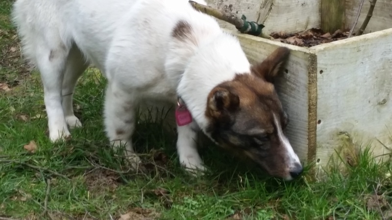 KALINA - chiot femelle croisée de taille petite à moyenne, née en mai 2016 - (Pascani) REMEMBER ME LAND- Adoptée par Sabine (Belgique) 20170218