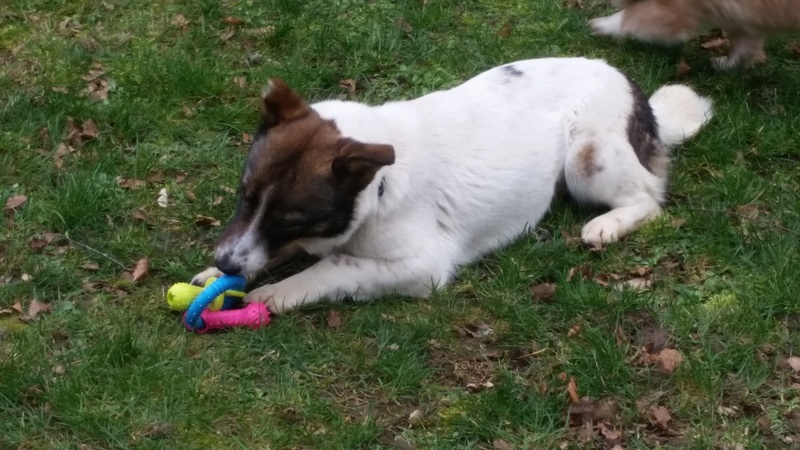 KALINA - chiot femelle croisée de taille petite à moyenne, née en mai 2016 - (Pascani) REMEMBER ME LAND- Adoptée par Sabine (Belgique) 20170219