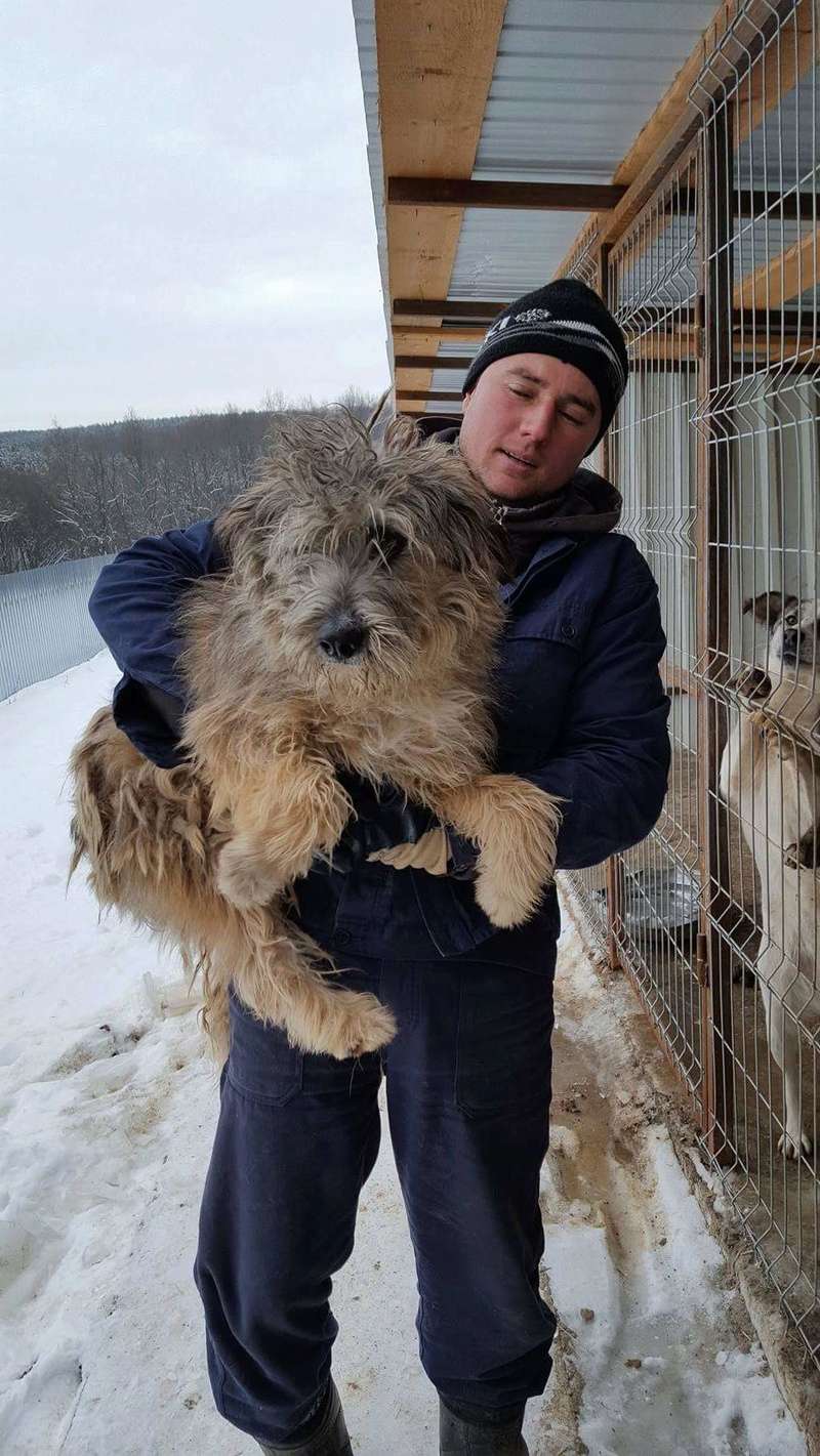 GRIBOUILLE, mâle croisé, taille  moyenne,  né en 2014 (Pascani) - REMEMBER ME LAND - Adopté par Arnaud(Belgique) Receiv34