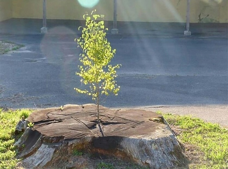 c'est l'histoire d'un mec... - Page 2 Arbre-10