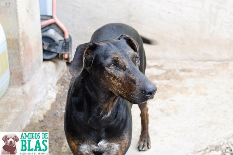 LUNA, une femelle du refuge de Valence 16729210