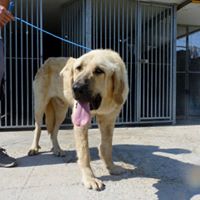 BART magnifique mastin Bart_110