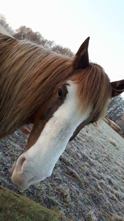 Dpt 35 - Irane - 18 ans - Trait Bretonne PP - Sauvée par Sylke (Novembre 2014) - Page 4 18361410