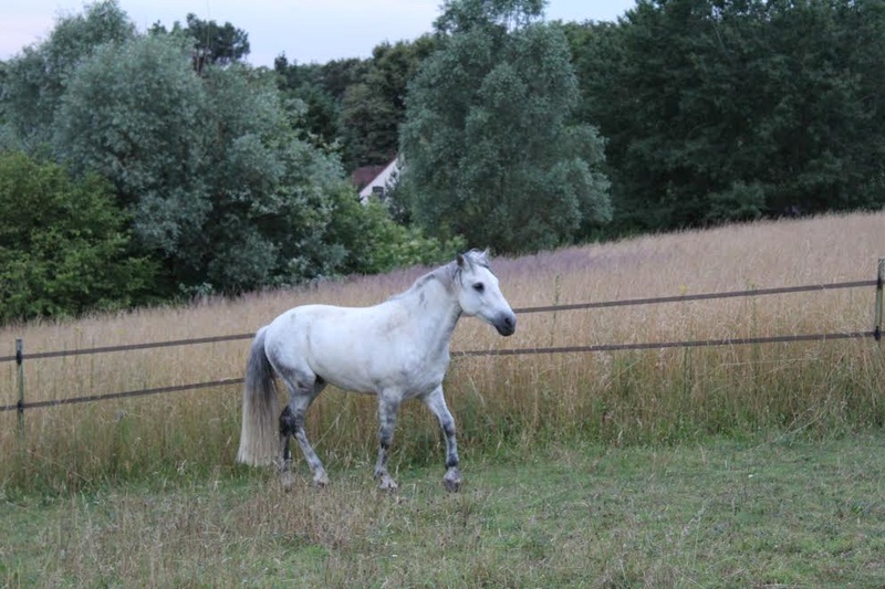 (dpt 77) SUPERMANN, connemara PP de 8 ans, urgent, sauvé par Emmanuelle (Juin 2014) - Page 3 Unnam561