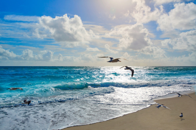 Une mystérieuse Croix de bois sur une plage de Floride Croix_11