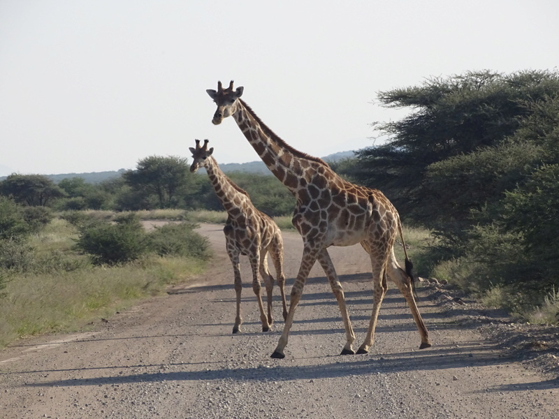 Namibie - Avril 2017 - Page 9 2810