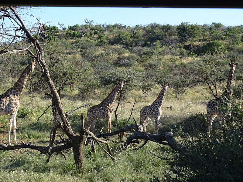 Namibie - Avril 2017 - Page 9 3810