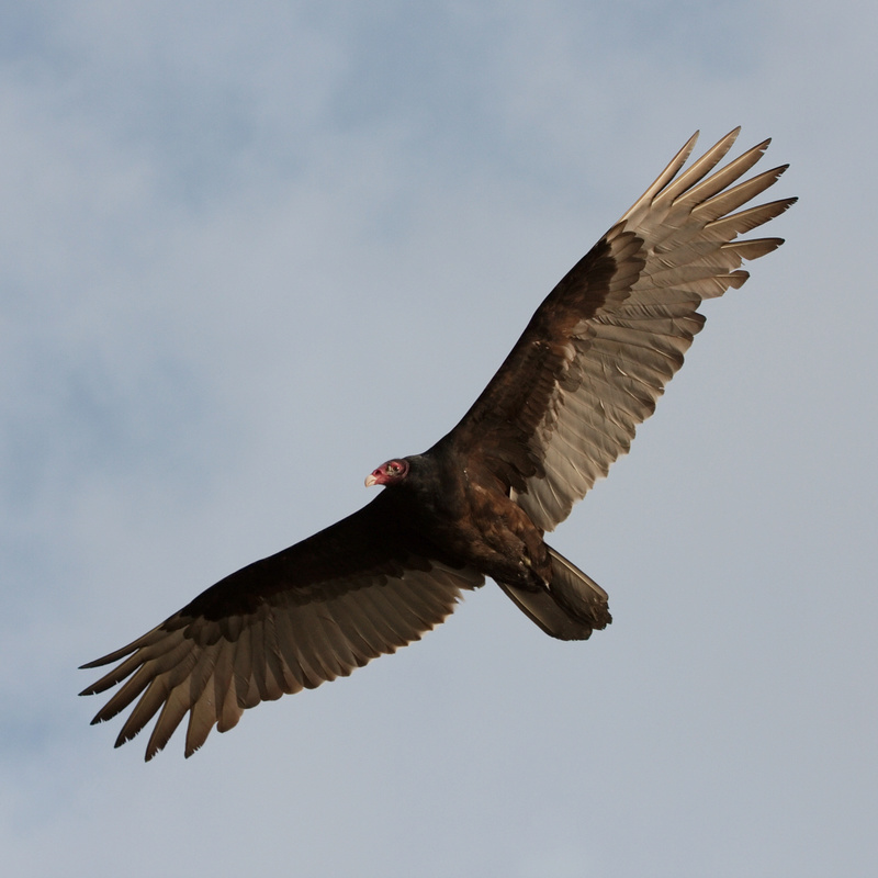 K Autour de "Soaring" et de "Public sale" Cathar10