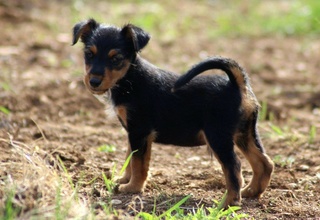 MEMPHIS-INDIANA et IBIZA - chiots york/Fox terrier - 04/17 - UMA 18 Memphi10