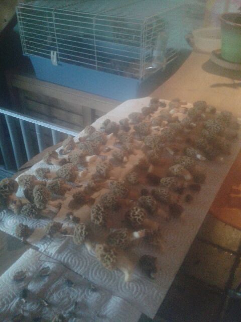 morilles 2016 de guigui 20170310