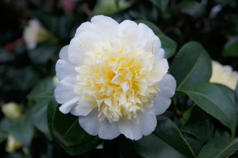 Camellia - Kamelien - Seite 3 Dsc05110