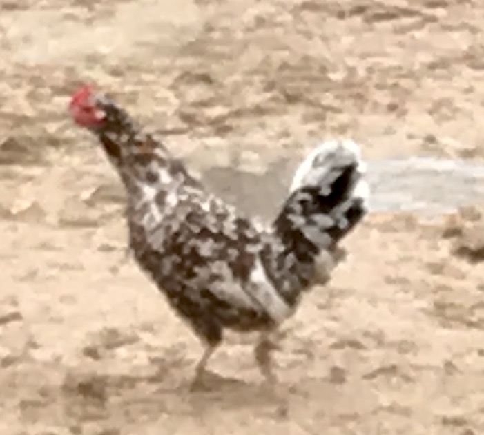 Les poules du centre équestre  Img_6512