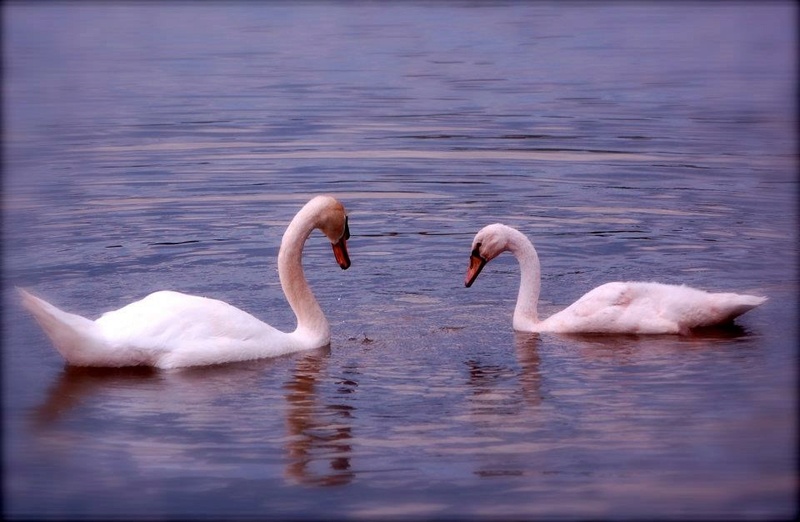 Papa et maman Cygnes Img_7413