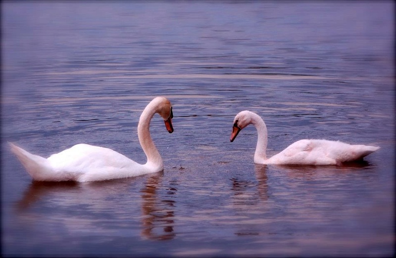 Papa et maman Cygnes  Img_7413