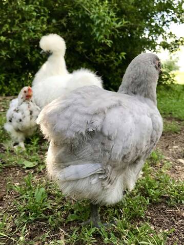 Mon Coup De Cœur Pour Un Poussin Page 2 Mon Coup De Cœur Pour Un Poussin Page 2