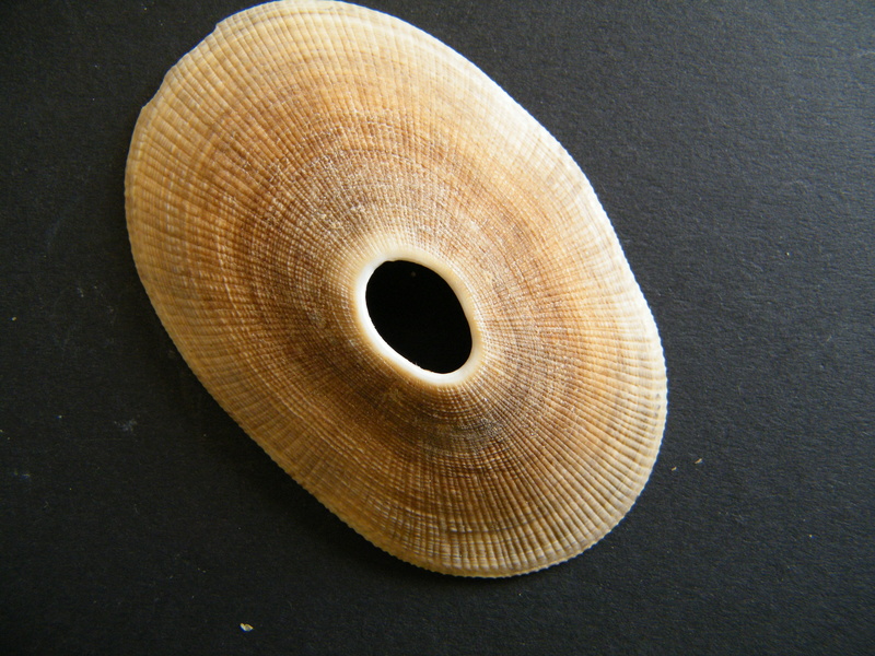 Diodorinae Megathura crenulata (Sowerby I, 1825) Dscf3115