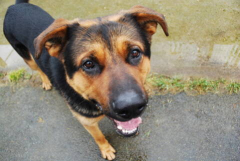 Balto Croisé Berger Allemandbeauceron