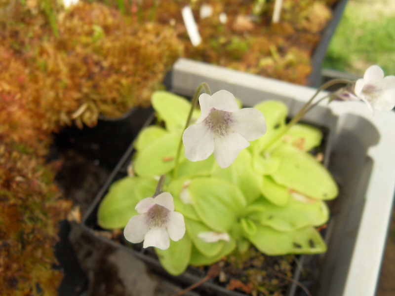 Pinguicula corsica Sdc16917