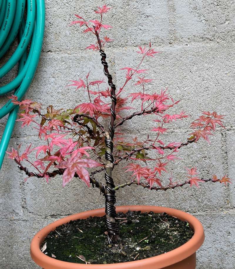 Le P'tit Bonsai de Dam's Acer_110