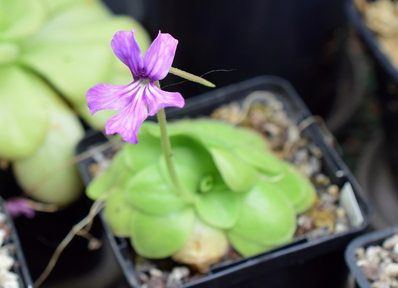 Les Pinguicula de Dams - Page 6 Rectif14