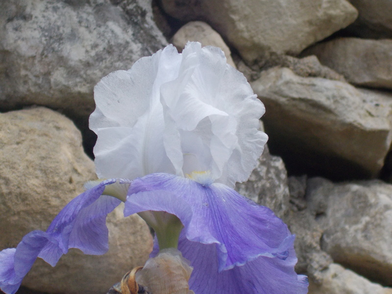 Iris 'Arpege' - Flora [identification] Dscn0710