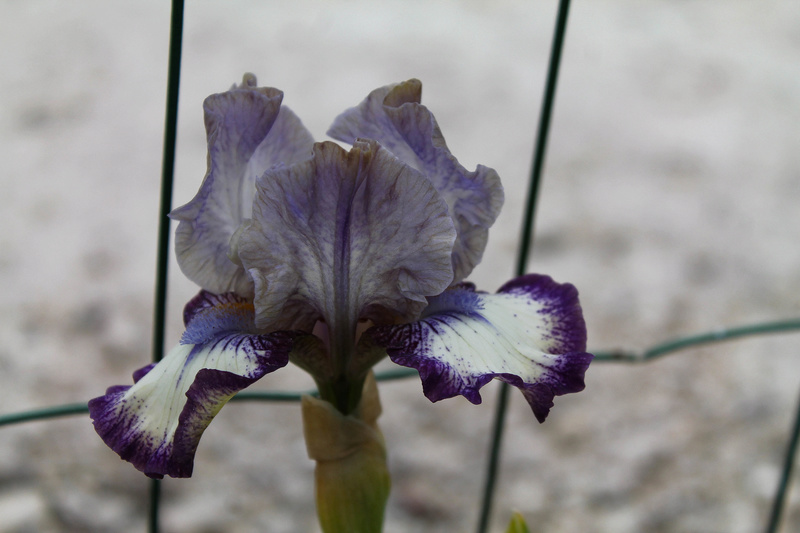 une saison en Iris (2017) - Page 2 Img_6017