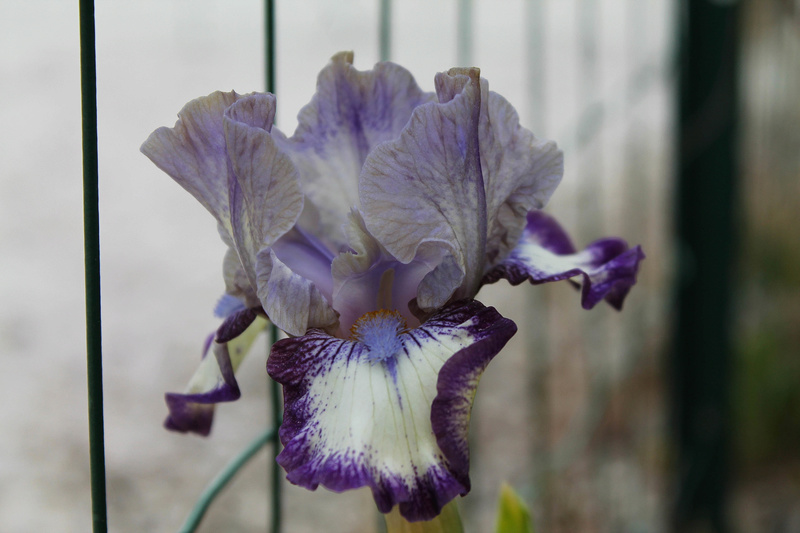 une saison en Iris (2017) - Page 2 Img_6018