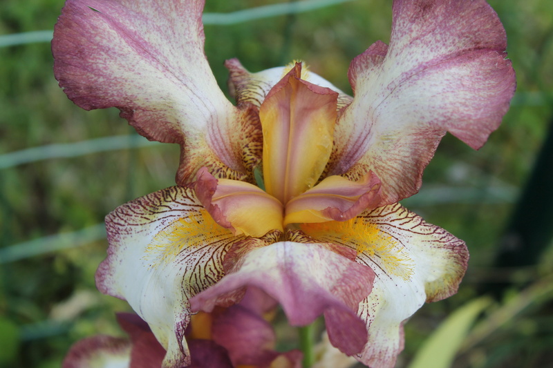 Iris 'Dawn Reflection' - Natyra [Identification] Img_6213