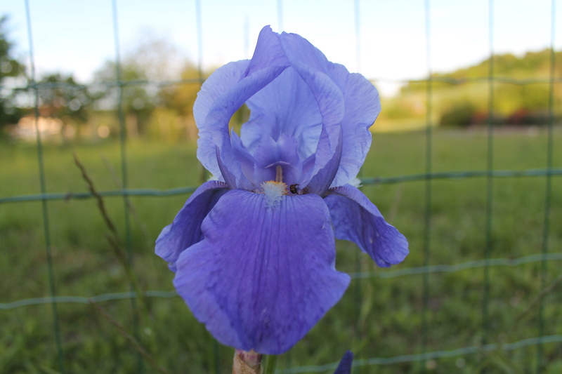 Iris 'Blue Rhythm' ? - Natyra [identification à confirmer] Img_6415